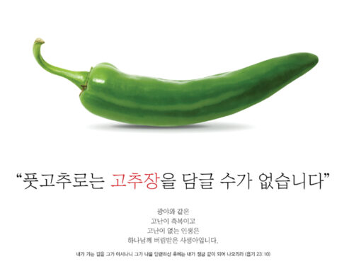 풋고추로는 고추장을 담글 수가 없습니다